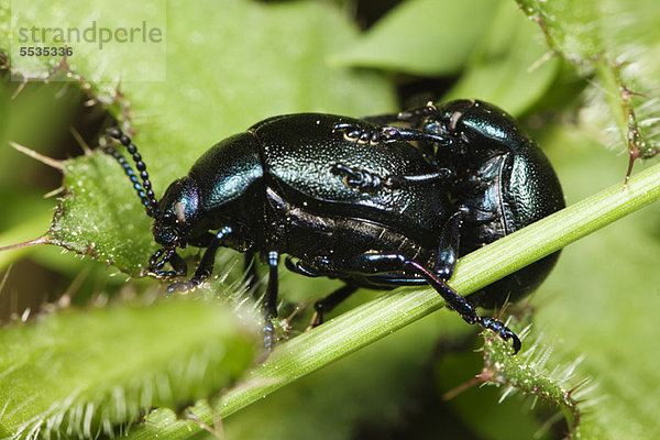 Skarabäus-Käfer bei der Paarung