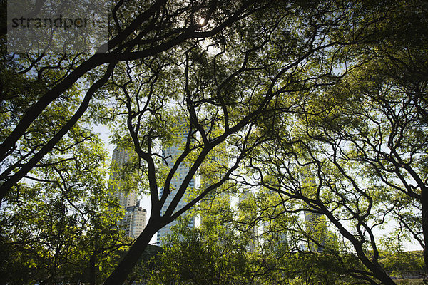 Bäume im Naturschutzgebiet  Buenos Aires  Argentinien