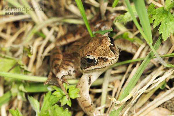 Gewöhnlicher Frosch (Rana temporaria)