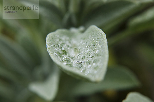 Wassertropfen auf Salbeiblatt  Nahaufnahme