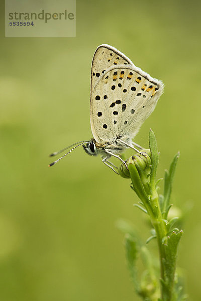 Brauner Argus-Falterfisch (Aricia agestis)