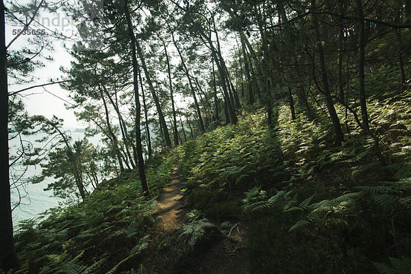 Bewaldeter Hang  Halbinsel Crozon  FinistËre  Bretagne  Frankreich