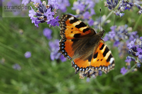 Kleiner Schildpatt-Schmetterling (Aglais urticae) auf Lavendel