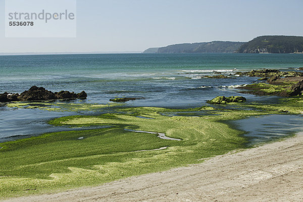 Giftige Algen am Strand  Plage de Postolonnec  Crozon Peninsula  FinistËre  Bretagne  Frankreich