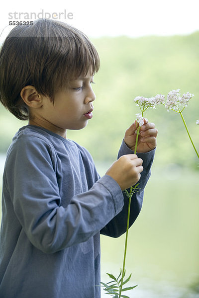 Junge schaut auf Wildblumen