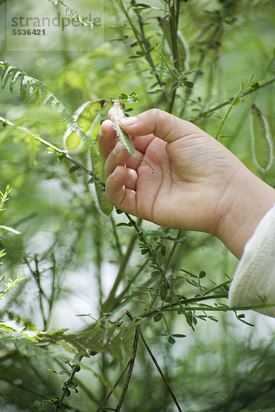 Kinderhand berührt Erbsenschote  die auf der Pflanze wächst