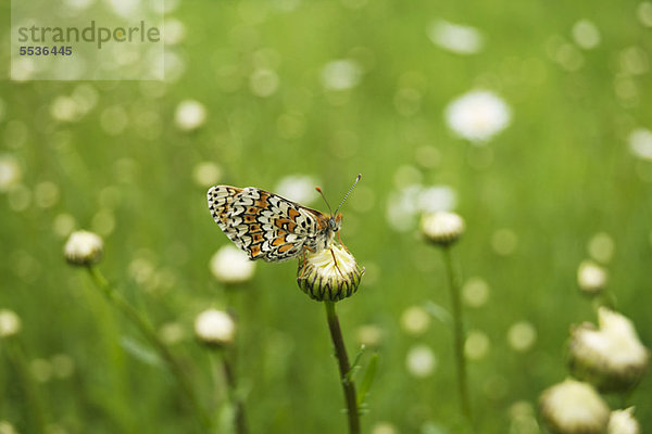 Gefleckter Schmetterling (Melitaea didyma)
