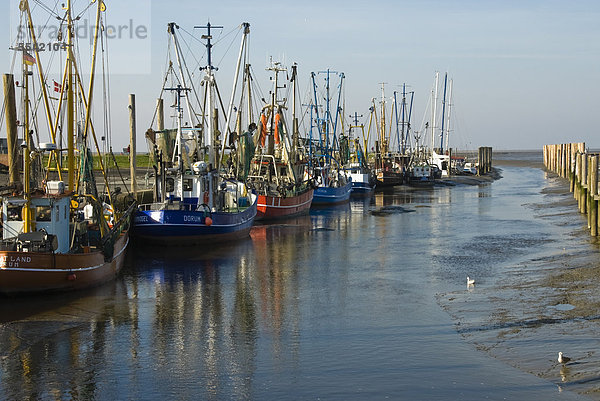 Krabbenkutter im Hafen  Wremen  Niedersachsen  Deutschland  Europa