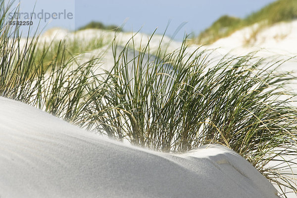 Dünen am Strand bei Norddorf  Amrum  Schleswig-Holstein  Deutschland  Europa