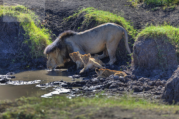 Ein Löwe (Panthera leo) mit Jungtieren an einer Wasserstelle  Masai Mara Naturschutzgebiet  Kenia  Ostafrika  Afrika  ÖffentlicherGrund