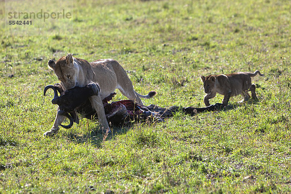 Eine Löwin (Panthera leo) schleppt ein erbeutetes Streifengnu  Weißbartgnu (Connochaetes taurinus)  Löwenjunges läuft hinterher  Masai Mara Naturschutzgebiet  Kenia  Ostafrika  Afrika  ÖffentlicherGrund