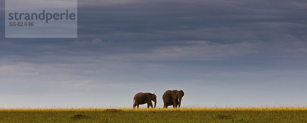 Afrikanische Elefanten (Loxodonta africana) am Horizont  Masai Mara Naturschutzgebiet  Kenia  Ostafrika  Afrika  ÖffentlicherGrund