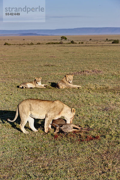 Eine Löwin (Panthera leo) frisst ein Streifengnu  Weißbartgnu (Connochaetes taurinus)  von zwei jungen Löwen beobachtet  Masai Mara Naturschutzgebiet  Kenia  Ostafrika  Afrika  ÖffentlicherGrund