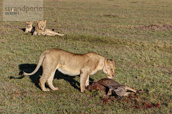 Eine Löwin (Panthera leo) frisst ein Streifengnu  Weißbartgnu (Connochaetes taurinus)  von zwei jungen Löwen beobachtet  Masai Mara Naturschutzgebiet  Kenia  Ostafrika  Afrika  ÖffentlicherGrund