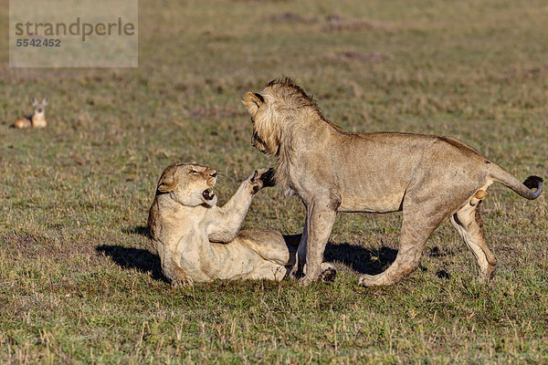 Ein Löwe und eine Löwin (Panthera leo) kämpfen  Masai Mara Naturschutzgebiet  Kenia  Ostafrika  Afrika  ÖffentlicherGrund