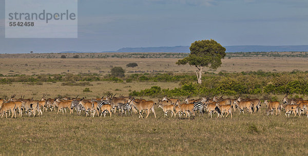 Eine Herde von Elenantilopen (Taurotragus oryx)  Zebras (Equus quagga) und Streifengnus  Weißbartgnus (Connochaetes taurinus)  Masai Mara Naturschutzgebiet  Kenia  Ostafrika  Afrika  ÖffentlicherGrund