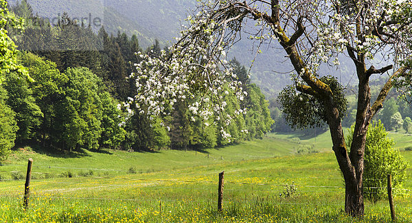 Frühling im Modenbachtal  Südpfalz  Pfalz  Rheinland-Pfalz  Deutschland  Europa