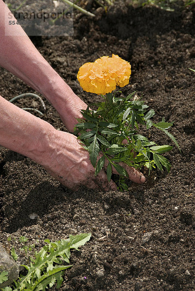 Frauenhände pflanzen eine Blume  Gartenarbeit