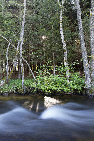 Bach im Ance-Tal  Regionaler Naturpark Livradois-Forez  Puy de Dome  Auvergne  Frankreich  Europa