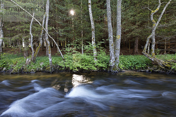 Bach im Ance-Tal  Regionaler Naturpark Livradois-Forez  Puy de Dome  Auvergne  Frankreich  Europa