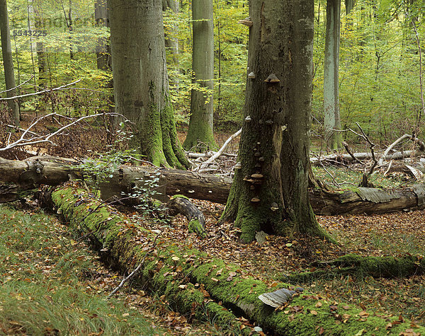 Nationalpark Europa Baum Holz UNESCO-Welterbe Buche Buchen Deutschland alt Thüringen