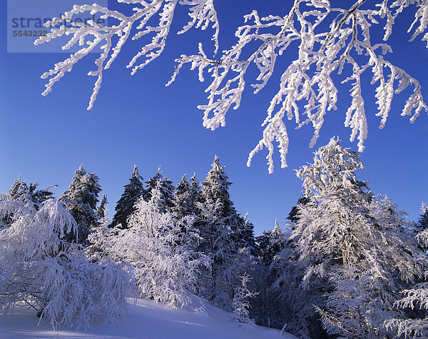 Bäume mit dickem Raureif und Schnee bei stahlblauem Himmel  Thüringer Wald  Thüringen  Deutschland  Europa