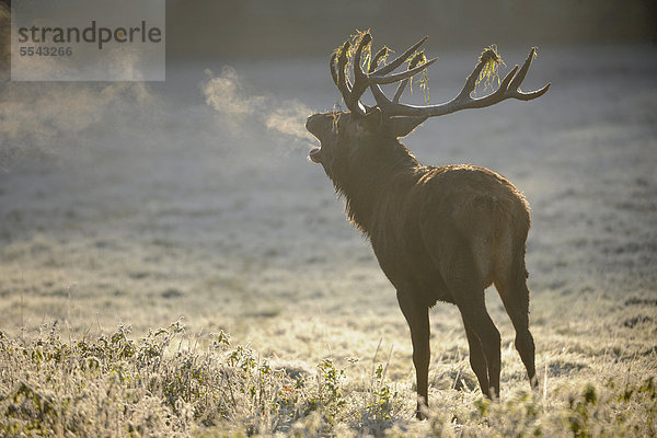 Rothirsch (Cervus elaphus) röhrt in der Brunft auf einer mit Raureif überzogenen Waldwiese am frühen  kalten Morgen  der Atem ist zu sehen  Deutschland  Europa