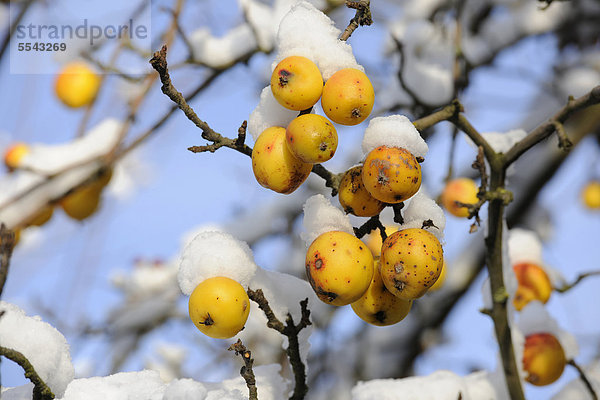 Holzapfel (Malus sylvestris)  Europäischer Wildapfel  Äpfel im Schnee  Thüringen  Deutschland  Europa
