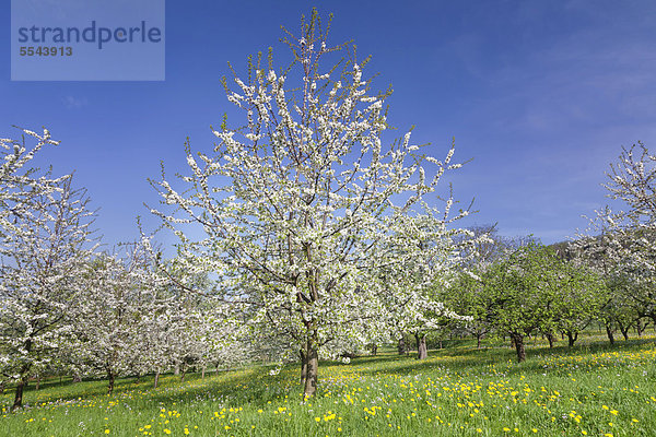 Obstbaumblüte im Eggener Tal  Markgräfler Land  Schwarzwald  Baden-Württemberg  Deutschland  Europa