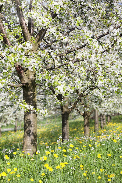 Blühende Kirschbäume  Obstbaumblüte im Eggener Tal  Markgräfler Land  Schwarzwald  Baden-Württemberg  Deutschland  Europa