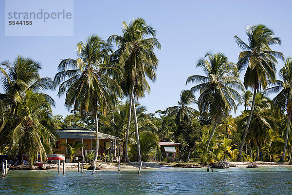Kokospalmen (Cocos nucifera) am Ufer der Karibikinsel Bocas del Toro  Panama  Mittelamerika