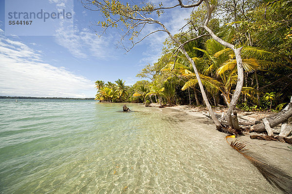 Kokospalmen (Cocos nucifera) am Strand Boca del Drago auf der Insel Colon  Bocas del Toro  Panama  Mittelamerika