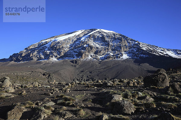 Blick zum Gipfel des Kilimandscharo  von der Barranco Hut aus gesehen  Tansania  Afrika