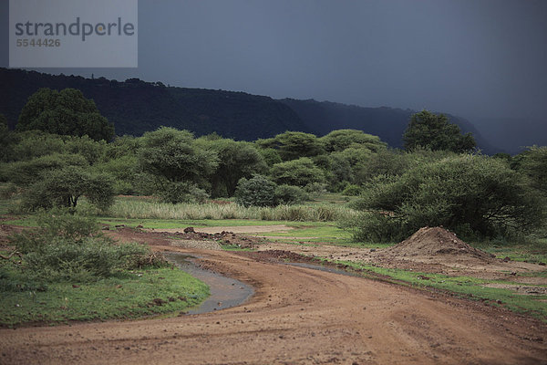Regenzeit im Ngorongoro Krater  Serengeti Nationalpark  Tansania  Afrika