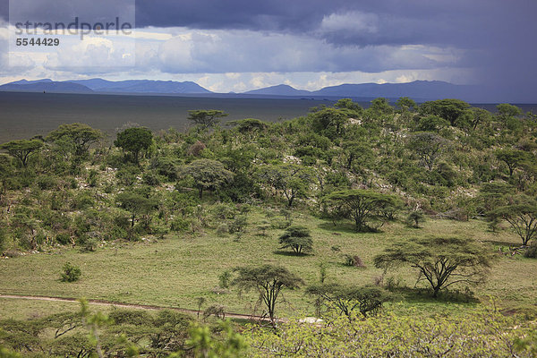 Serengetilandschaft zur Regenzeit  Serengeti Nationalpark  Tansania  Afrika