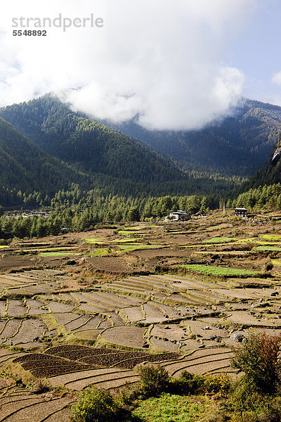 Reisfelder im Paro-Tal  Bhutan