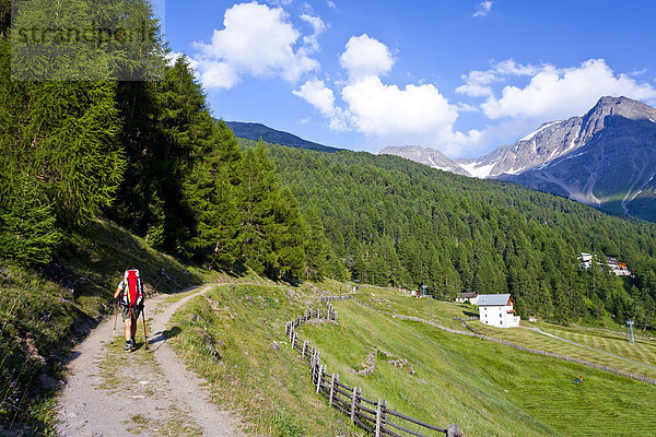 Bergsteiger beim Aufstieg zum Hohen Angulus  Ortlergebiet  hinten die Vertainspitze  Südtirol  Italien  Europa