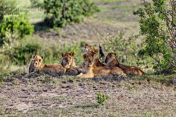Gruppe junger Löwen (Panthera leo) ruht sich aus  Masai Mara Naturschutzgebiet  Kenia  Ostafrika  Afrika  ÖffentlicherGrund