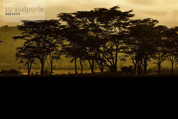 Schirmakazien (Acacia tortilis) in der Dämmerung  Lake Nakuru Nationalpark  Kenia  Ostafrika  Afrika  ÖffentlicherGrund