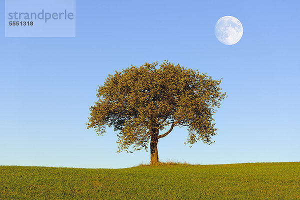 Kirschbaum auf Wiese mit Mond  Composing  Baden-Württemberg  Deutschland  Europa