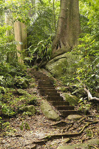 Dschungelpfad mit Stufen  Insel Tioman  Malaysia  Südostasien