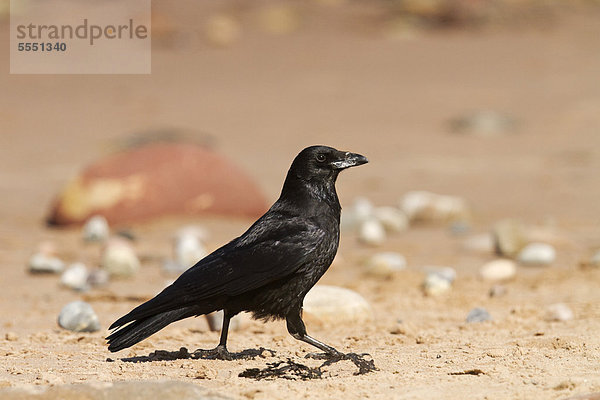 Aaskrähe (Corvus corone) läuft bei Cromarty am Strand entlang  Black Isle  Schottland  Großbritannien  Europa