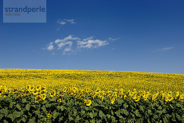 Sonnenblumenfeld (Helianthus annuus)  Limagne  Auvergne  Frankreich  Europa