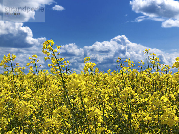 Rapsfeld (Brassica napus)  Limagne  Auvergne  Frankreich  Europa