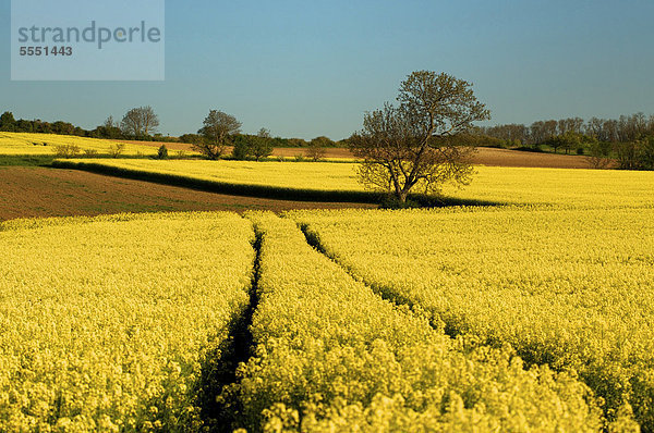 Rapsfeld (Brassica napus)  Limagne  Auvergne  Frankreich  Europa