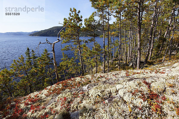 Wald mit Amerikanischen Rotkiefern (Pinus resinosa)  St. Catherine Bucht  Quebec  Kanada