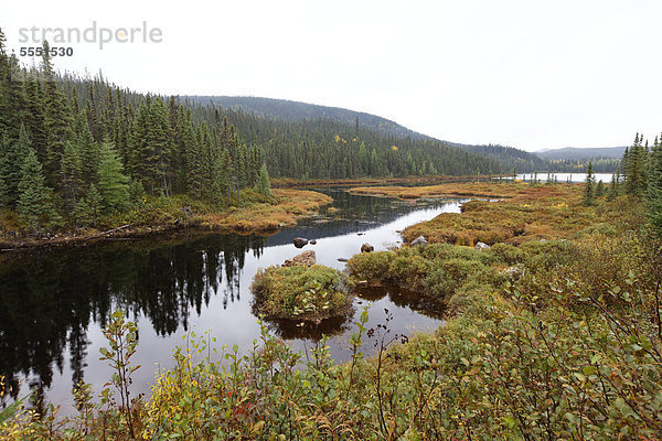 Torfmoor am Manicouagan Fluss  Laurentides  Manicouagan Region  Quebec  Kanada