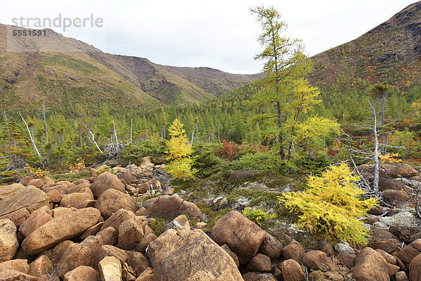 Landschaft am Mont Albert  Gaspesie Nationalpark  Quebec  Kanada