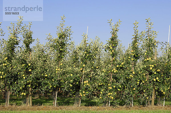 Apfelplantage (Malus domestica)  Kultur-Apfel  Kulturapfel  Altes Land  Niedersachsen  Deutschland  Europa
