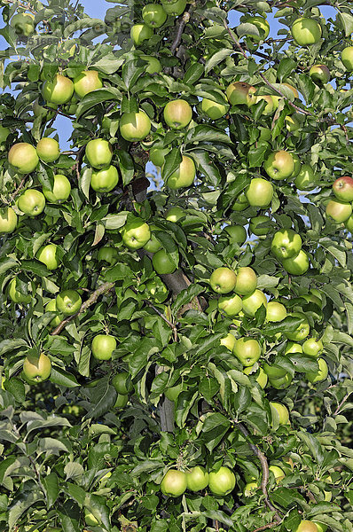 Äpfel (Malus domestica) am Baum  Altes Land  Niedersachsen  Deutschland  Europa